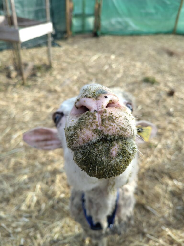 Petunia