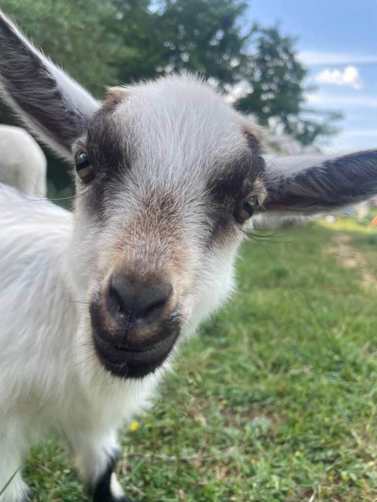 Merlin